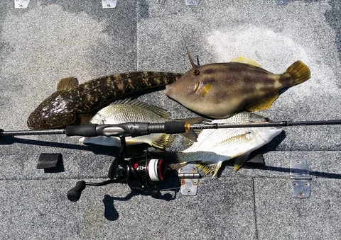 Best Rigs for Land-Based Fishing in Victoria